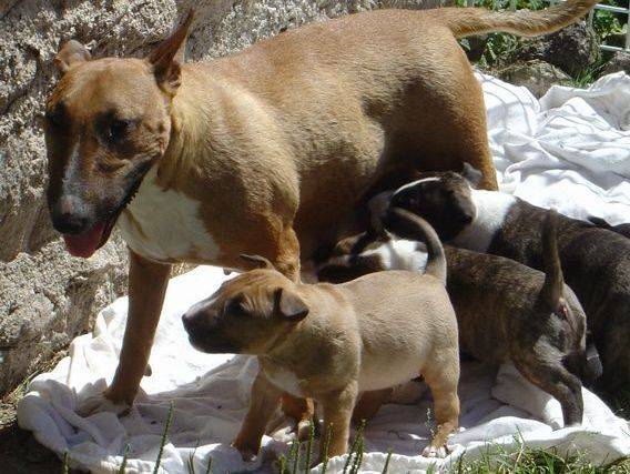 Bull terriers des Prés dHermare 1