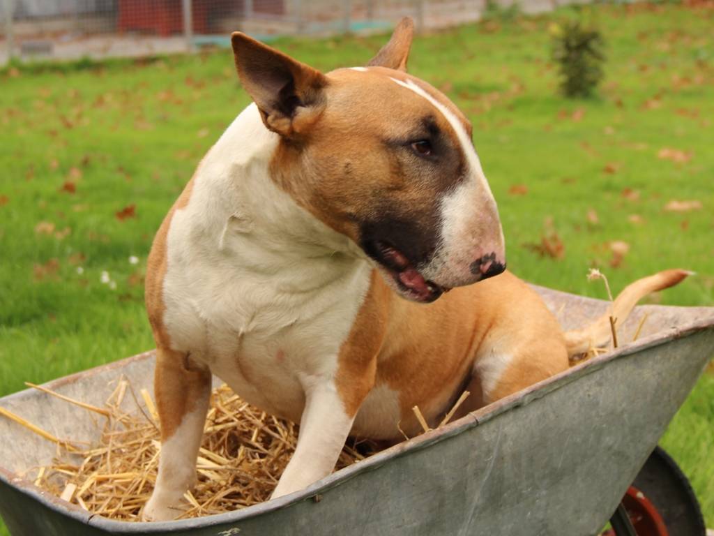 Bull terriers des Prés dHermare 2