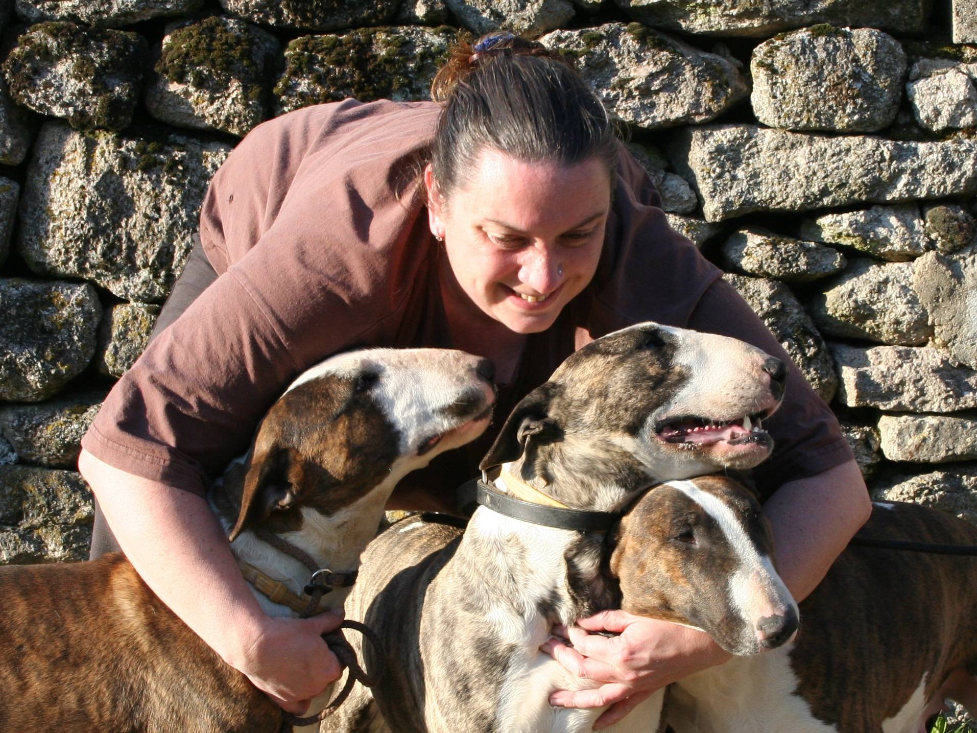 Bull terriers des Prés dHermare 3